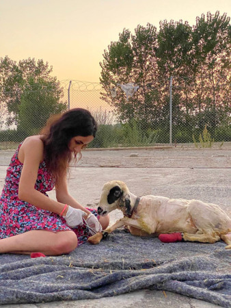 Orman yangınında yaralanan hayvanlar için yeni yaşam - Resim : 2