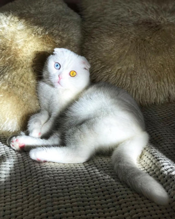 Sosyal medyanın yeni fenomeni kedi Joseph - Resim : 2