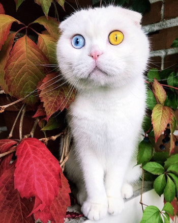 Sosyal medyanın yeni fenomeni kedi Joseph - Resim : 1