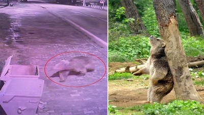 Barınaktan kaçan bozayı termal kameralarla aranıyor