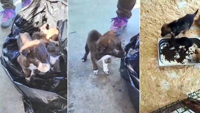 Edirne'de yavru köpekler poşet içinde çöpe atıldı: 2 gözaltı