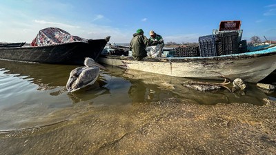 Kuş Gölü'nde pelikanlar balıkçıların yolunu gözlüyor