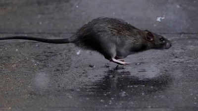 Nedeni iklim değişikliği: Kentlerdeki fare sayısı hızla artıyor