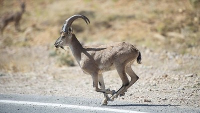 Malatya'da yaban keçisi avlayan kişiye 661 bin lira ceza kesildi