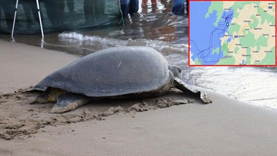 Caretta caretta 'Lansinoh'un rotasını 18 bin kişi görüntüledi