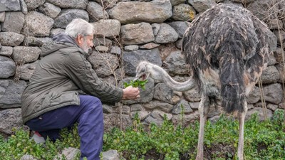 Diyarbakır'da kaçan deve kuşu büyüdüğü mahalleye döndü