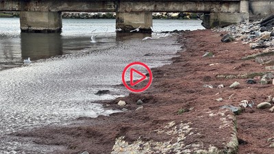 Tekirdağ sahili kırmızı yosunla kaplandı