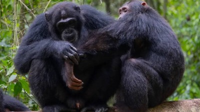 Şempanzeler de iyileşmek için ‘şifalı otları’ kullanıyorlar