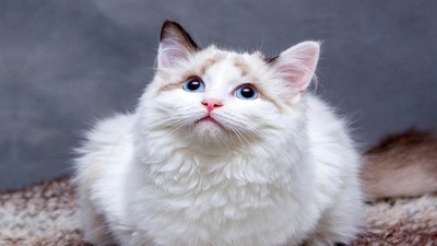 Kedilerle Harika Anlaşan Köpek Cinsleri: Sahiplenmeden Önce Bilmeniz Gerekenler!
