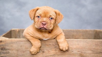 Köpekleri Seven 4 Burç: Sadık Dostların Burç Haritası