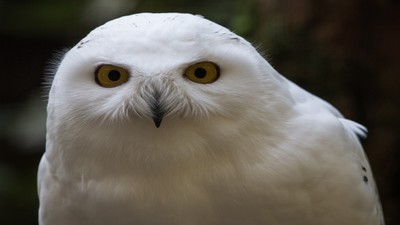 Kar baykuşları hakkında ortaya çıkan gerçek! Araştırmayla çıktı