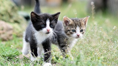 Kedi ve Köpekleri Birbirine Alıştırmanın 5 Etkili Yolu