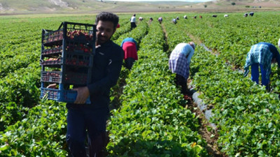 Çukurova’da tarım işçileri yevmiyelerinin yükseltilmesini talep etti