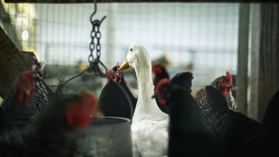 Almanya'da kuş gribi salgını: 400 binden fazla hayvan itlaf edildi