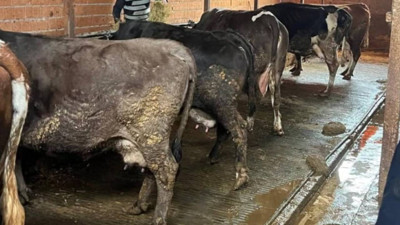 İstanbul'da 21 mahalleye şap karantinası