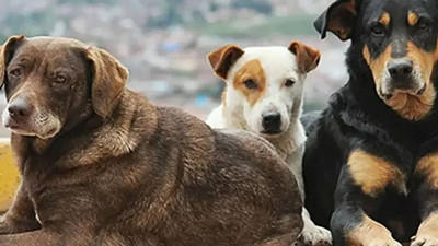 Valilik sokak köpeklerinin beslenilmesini yasakladı