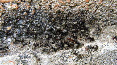 Karıncaları evden uzak tutan doğal yöntem: Kesinlikle işe yarıyor!