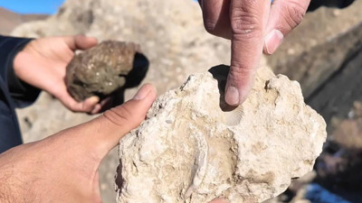 Bingöl’de deniz mi vardı? 50 milyon yıllık deniz canlısı fosilleri bulundu