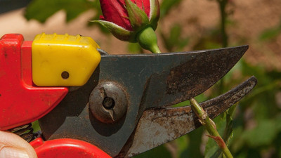 Şubat Ayında Budanması Gereken 5 Ağaç ve Bitki: Daha Sağlıklı ve Güçlü Büyüyorlar