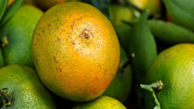 Mandalina kabuklarını çöpe atmayacaksınız: Öğrenen değerlendirmeye başladı