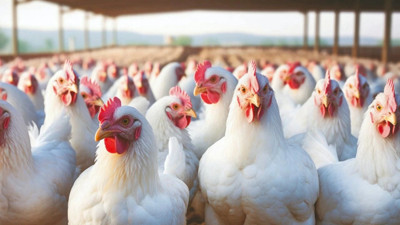 Tavuk eti ihracatı durduruldu