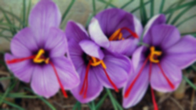 Patates soğan yerine ekmeye başladılar : Herkes şimdi servet kazanıyor