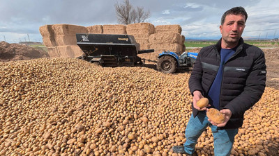 Maliyeti 8-11 lira olan patates 70 kuruşa hayvan yemi oldu