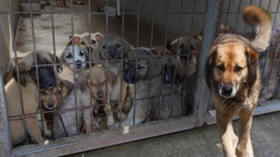 İstanbul Valiliği'nden belediyelere sokak hayvanları talimatı