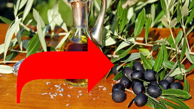 Zeytin yumuşuyorsa çözümü buymuş! Zeytin bozulmuyor ve 1 yıl boyunca küflenmiyor