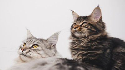 2 kediyi birbirine alıştırmanın sırrı ortaya çıktı - Yeni kedi sahiplenenlere önemli uyarı!