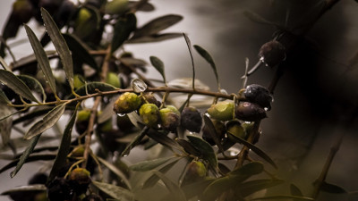 Çöpe Atanlar Yanılıyor! Zeytin Çekirdeğinin Değeri Giderek Daha Fazla Anlaşılıyor