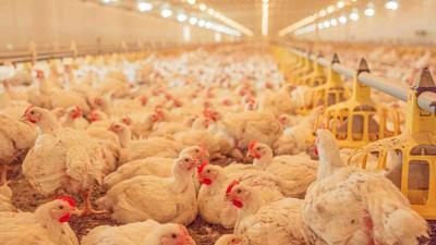 Beyaz et sektörüne operasyon: 32 gözaltı, 13 şirkete kayyım