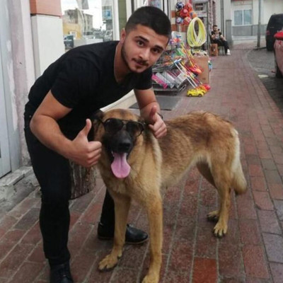 Bekçiyi ısırdığı için gözaltında tutulan köpek 'saldırgan değil' raporuyla özgür - Resim : 1