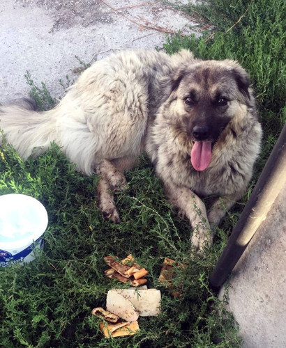 Köpeği ezmek için yolunu değiştiren sürücüye 2 bin TL 'ceza' - Resim : 1