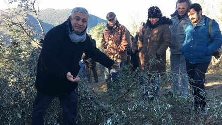 Bartın'da Hattat zorbalığıyla zeytinlik kıyımı - Resim : 1