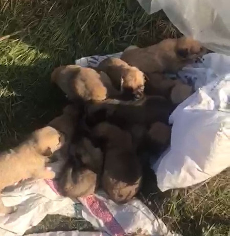 Çuvalda ölüme terk edilen 12 yavru köpek kurtarıldı - Resim : 1