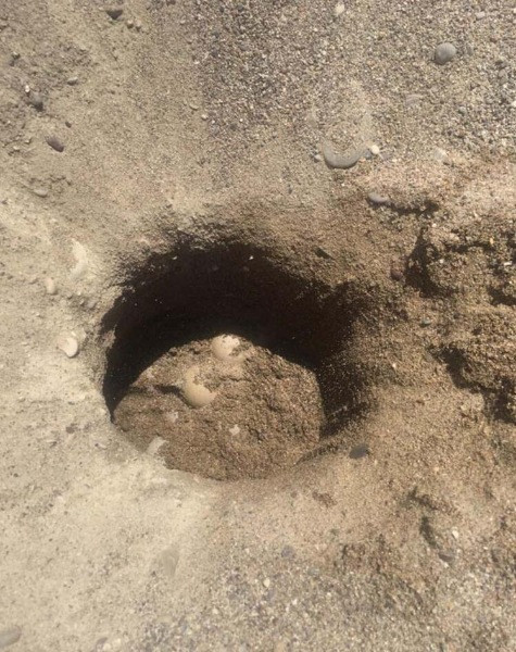 Su sıcaklığı 1 derece düştü, Belek'te caretta caretta yuvaları yüzde 61 azaldı - Resim: 1