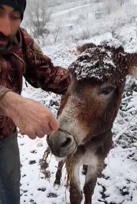 Ağzı çelik tel ile bağlı eşek kurtarıldı - Resim : 1