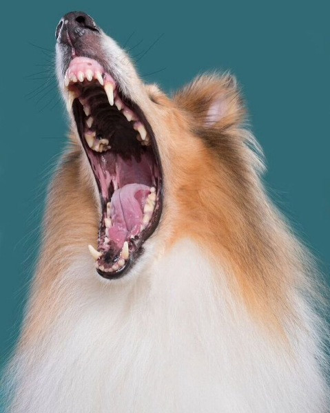 Mutlu köpek portreleri - Resim: 10
