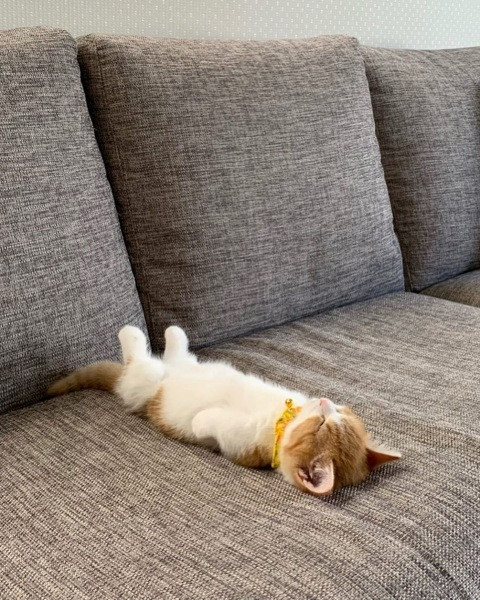 İnsan gibi uyuyan kedi Chata - Resim: 7