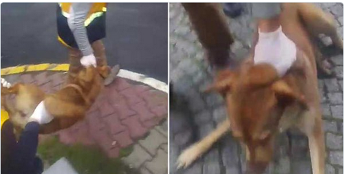 Eyüp Belediyesi sokak köpeklerine ne yapıyor? - Resim : 1