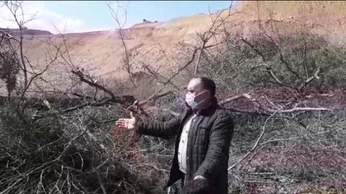 Ünye'de ağaç katliamı yeniden başladı - Resim : 2