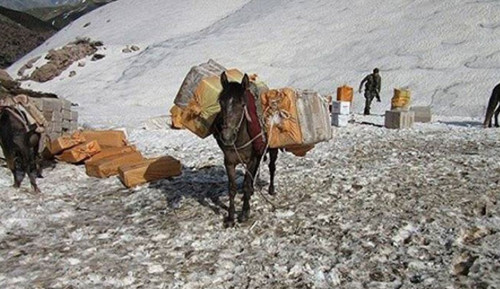 Katırlar savcılığa çıkmayı bekliyor - Resim : 1