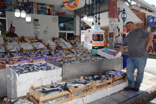 Palamut'un fiyatı 5 liraya geriledi ama,Sinop'ta - Resim : 1