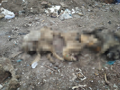 Ankara Gölbaşı'nda molozların arasında 20 ölü köpek bulundu - Resim : 1