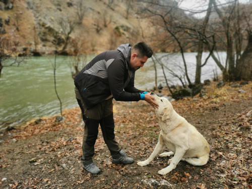 Munzur Çayı'na düşen köpek, buz gibi suya atlayan Gürkan Yılmaz tarafından kurtarıldı - Resim : 1