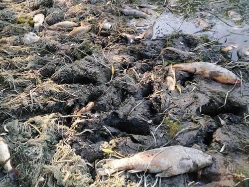 Bir zamanlar içinde yüzülen Pınarbaşı akarsuyu tamamen kurudu, birçok canlı öldü - Resim : 2