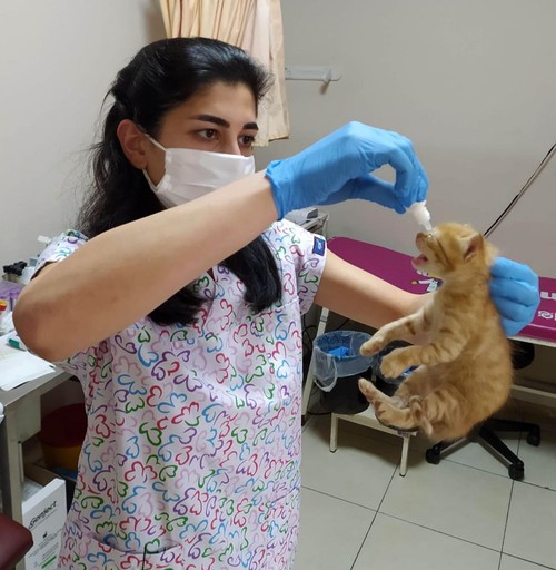 Kedi, ağzında taşıdığı hasta yavrularını veterinere getirdi - Resim : 2