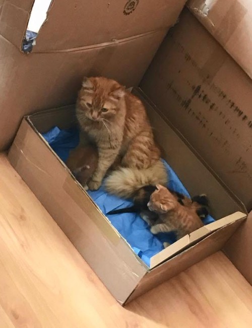 Kedi, ağzında taşıdığı hasta yavrularını veterinere getirdi - Resim : 1