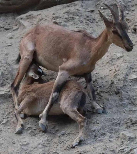 Milli parktaki yaban hayvanları, araçlar ve piknikçiler nedeniyle suya ulaşamıyor - Resim: 8
